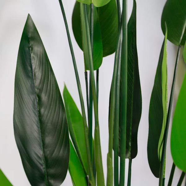 Große Strelitzia Royal XXL