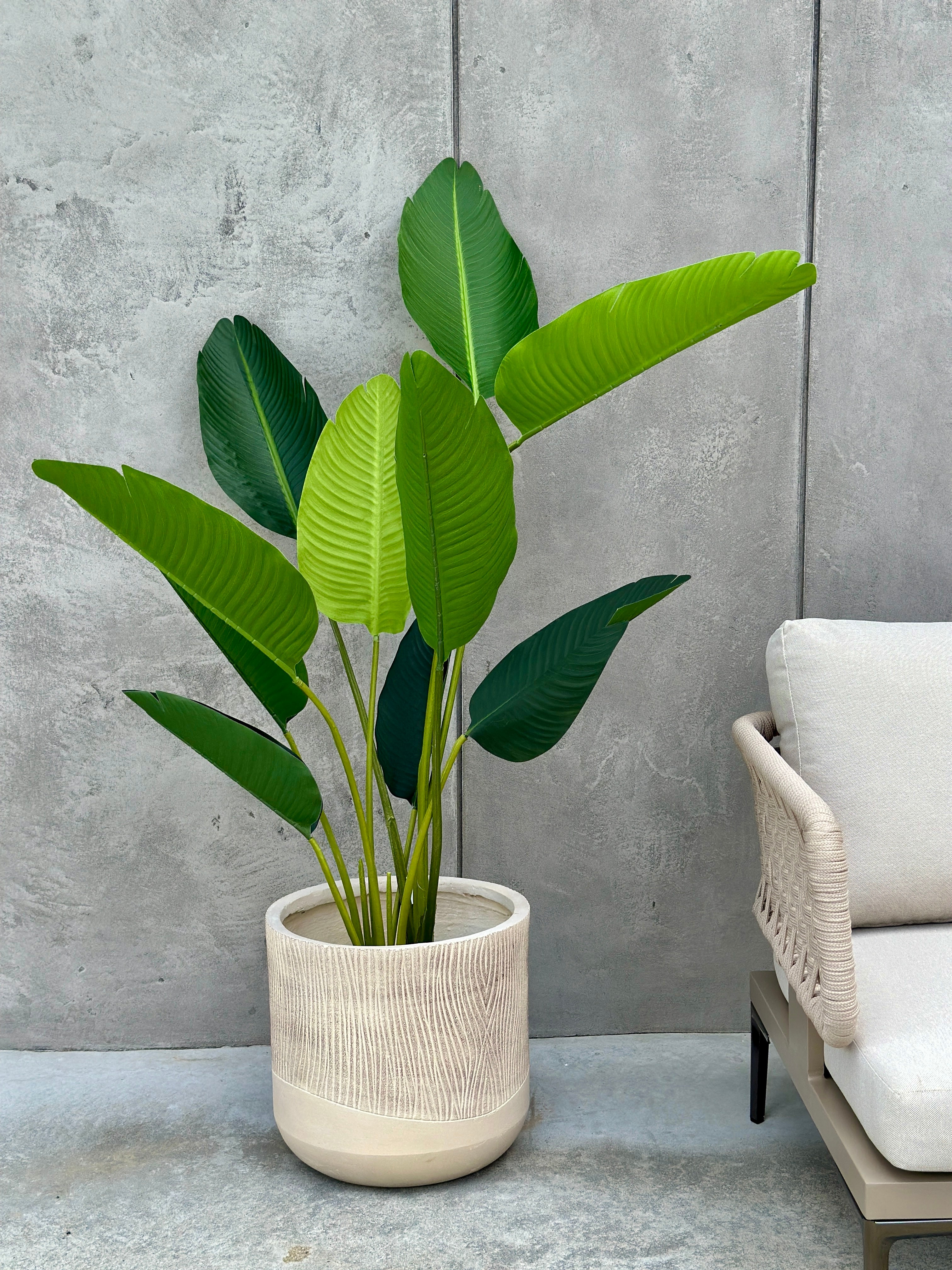 Strelitzia Tree XXL
