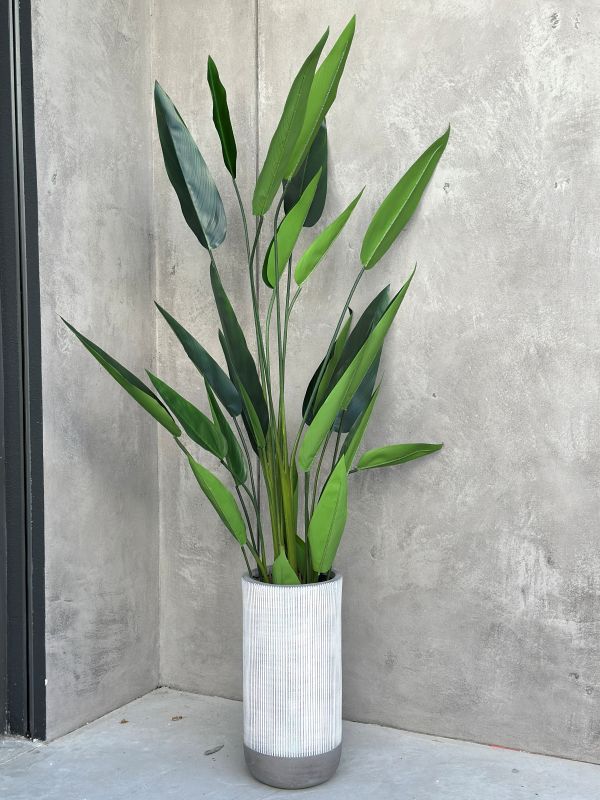 Große Strelitzia Royal XXL