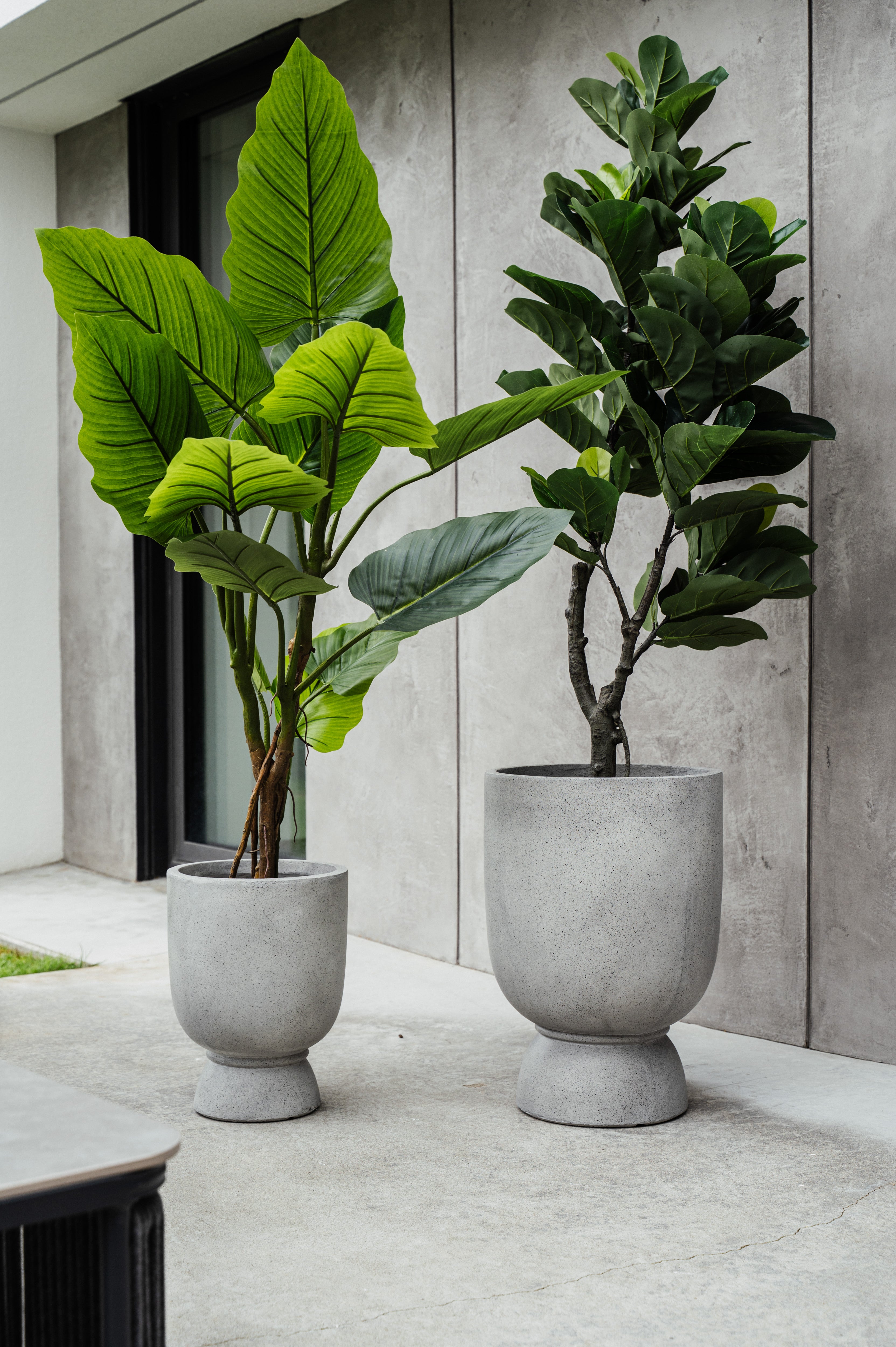 LARGE FICUS XXL - DECORATION INSPIRED BY NATURE