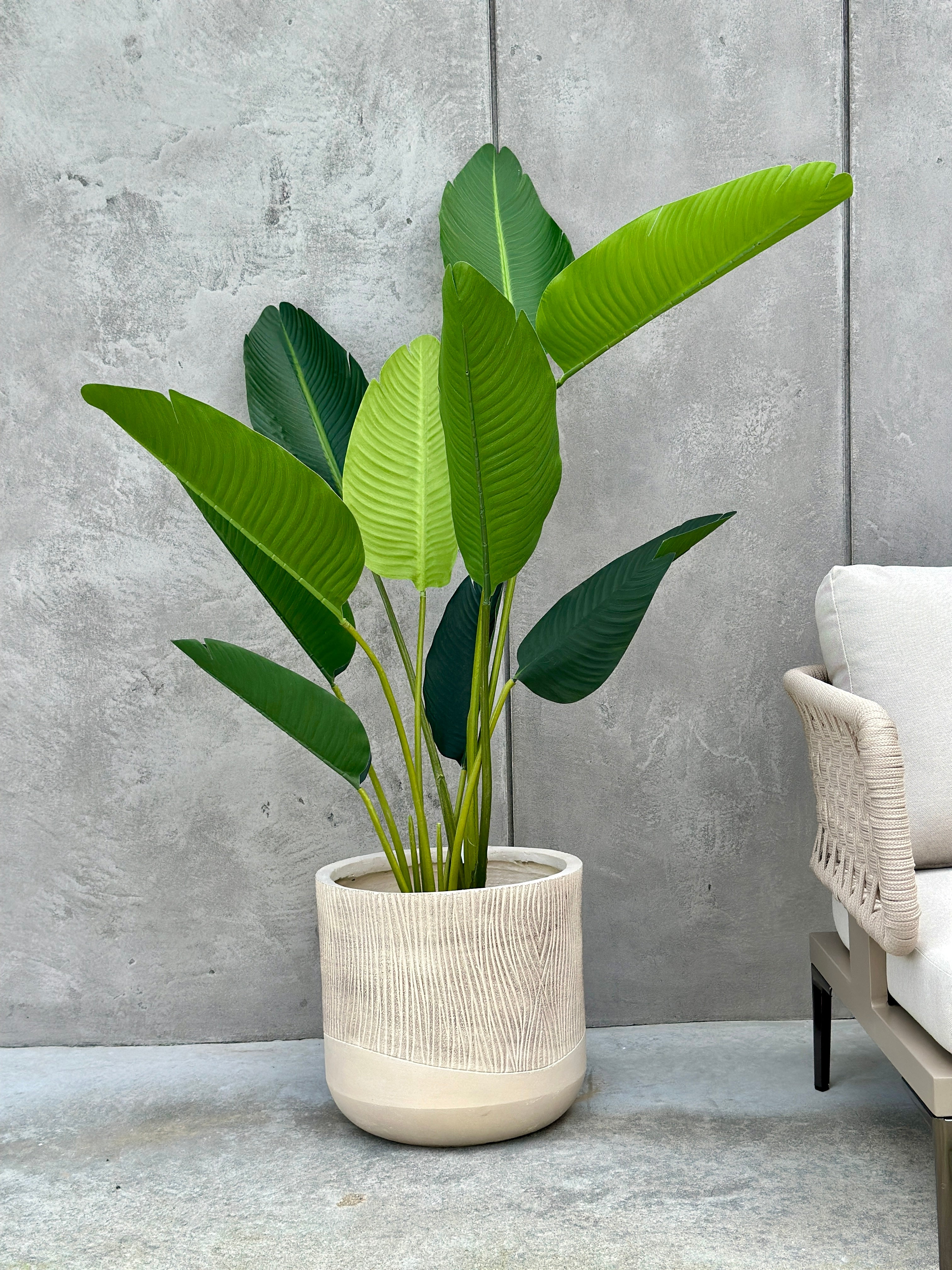 Strelitzia Tree XXL