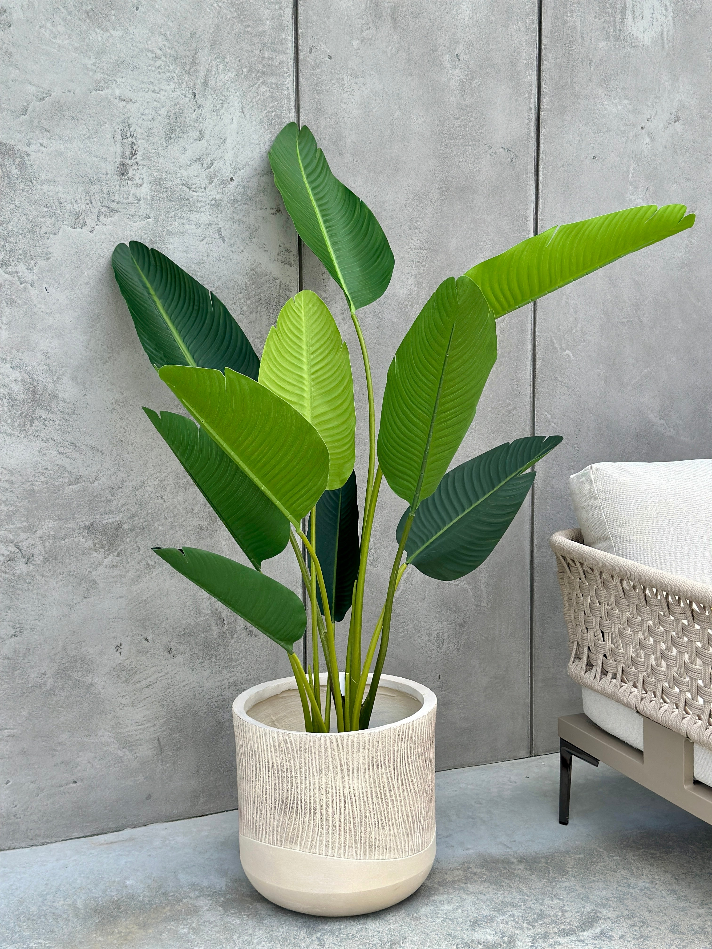 Strelitzia Tree XXL