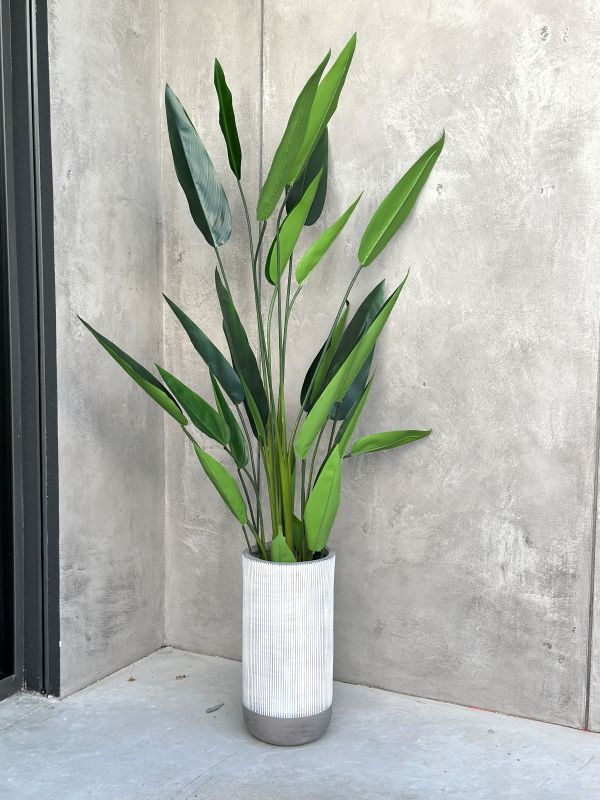 Große Strelitzia Royal XXL