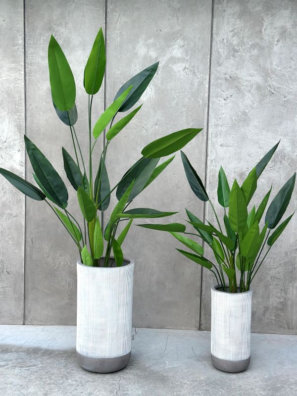 Große Strelitzia Royal XXL